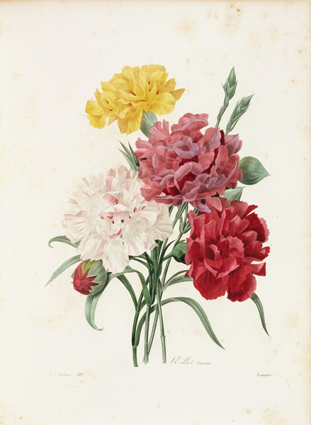 Carnations / Redouté van Pierre Joseph Redouté
