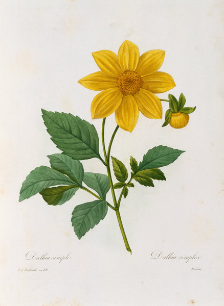 Dalea simplex, engraved by Bessin, from 'Choix des Plus Belles Fleurs' van Pierre Joseph Redouté