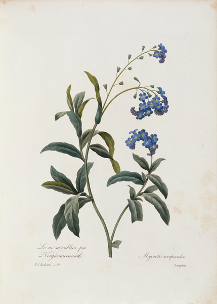 Forget-me-not / Redouté van Pierre Joseph Redouté