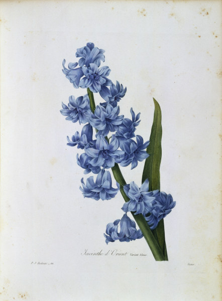 Hyacinth / Redouté van Pierre Joseph Redouté