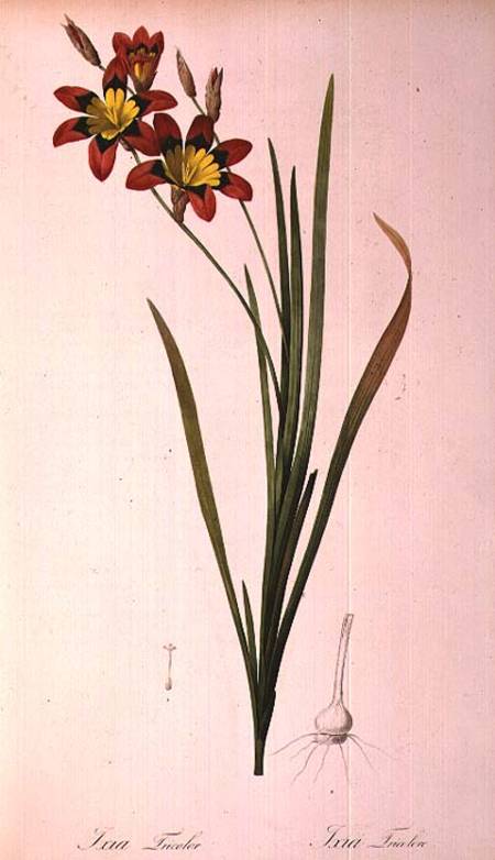 Ixia Tricolor, from `Les Liliacees' van Pierre Joseph Redouté