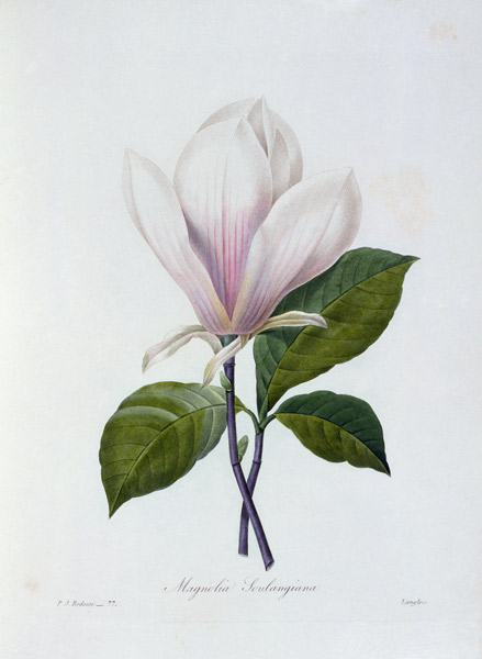 Magnolia / Redouté van Pierre Joseph Redouté