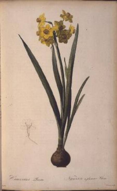 Narcissus Lazetta, from `Trew Plantae Selectae' van Pierre Joseph Redouté