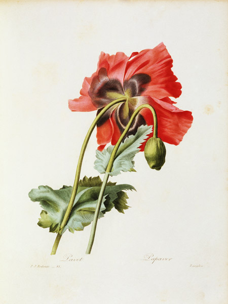 Poppy / Redouté van Pierre Joseph Redouté