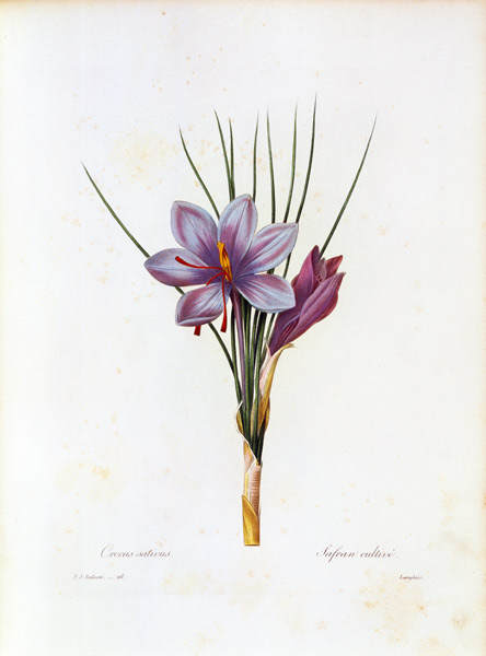 Saffron crocus / Redouté van Pierre Joseph Redouté