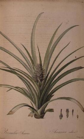 Bromelia Ananas, from 'Les Bromeliaceae'