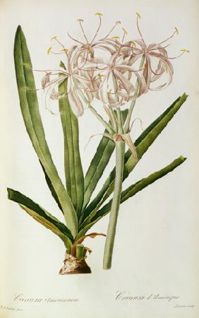 Crinum Americanum, from `Les Liliacees'