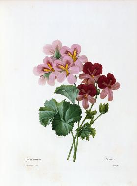 Geranium / Redouté