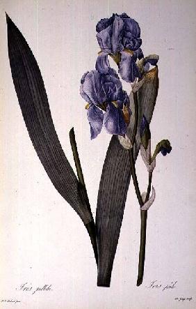 Iris Pallida, from `Les Liliacees'