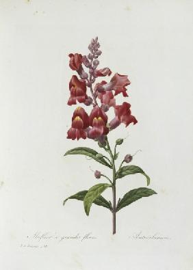 Snapdragon / Redouté