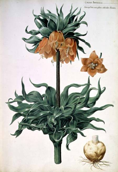 Fritillaria imperialis van Pieter van Kouwenhoorn