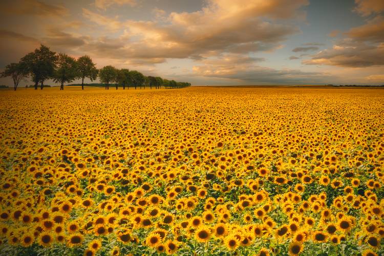Sunflowers van Piotr Krol (Bax)
