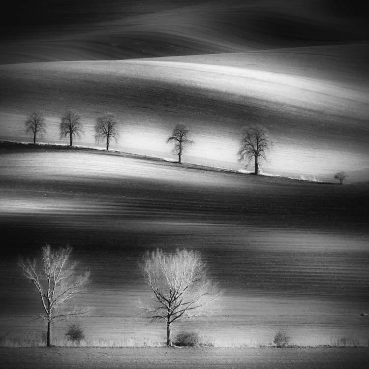 Trees van Piotr Krol (Bax)