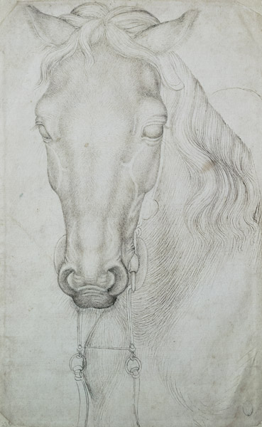 Head of a Horse (pen & ink on paper) van Pisanello