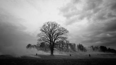 Planned Fire at Valley Forge Park