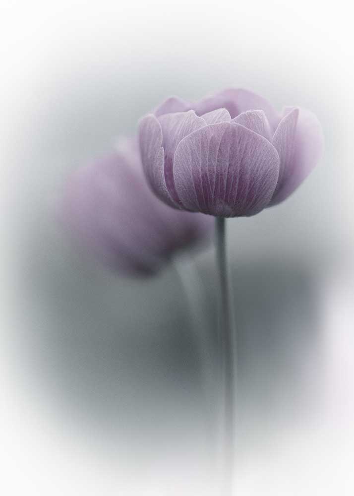 Purple Tulip van Purple Bamboo