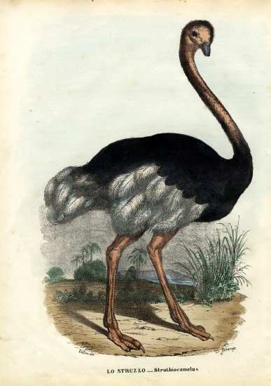 African Ostrich van Raimundo Petraroja