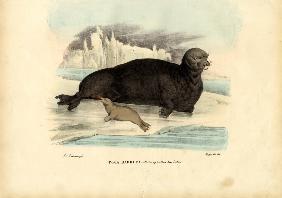 Bearded Seal