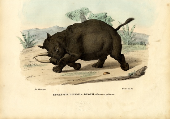 Black Rhinoceros van Raimundo Petraroja