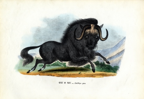 Black Wildebeest van Raimundo Petraroja