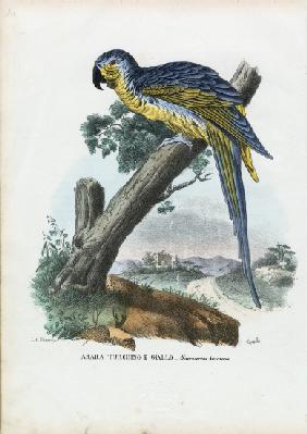 Blue-And-Yellow Macaw