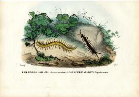 Centipede