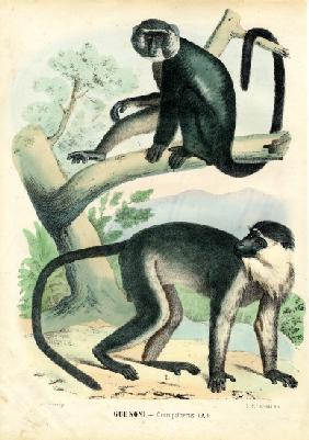 Diana Monkey