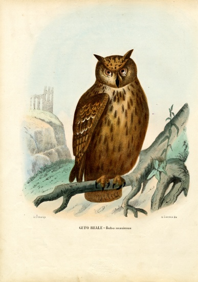 Eurasian Eagle Owl van Raimundo Petraroja