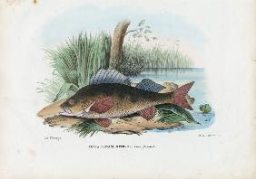 European Perch