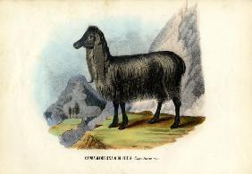 Feral Goat