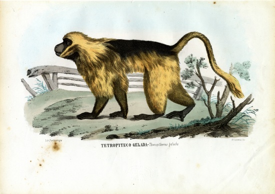 Gelada Baboon van Raimundo Petraroja