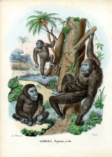 Gorilla van Raimundo Petraroja