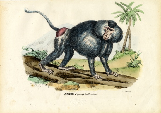 Grey Baboon van Raimundo Petraroja
