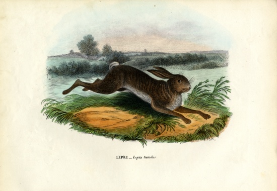 Mountain Hare van Raimundo Petraroja