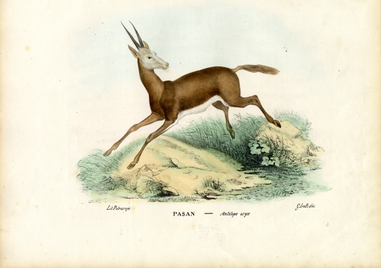 Oryx van Raimundo Petraroja