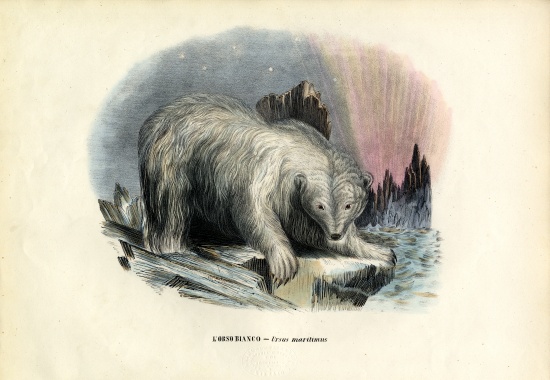 Polar Bear van Raimundo Petraroja