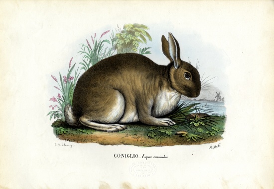 Rabbit van Raimundo Petraroja