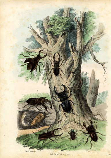 Scarab Beetles van Raimundo Petraroja