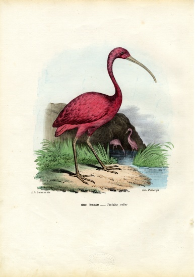 Scarlet Ibis van Raimundo Petraroja