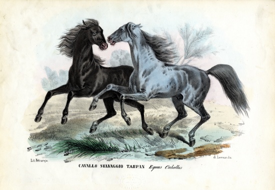 Wild Horses van Raimundo Petraroja