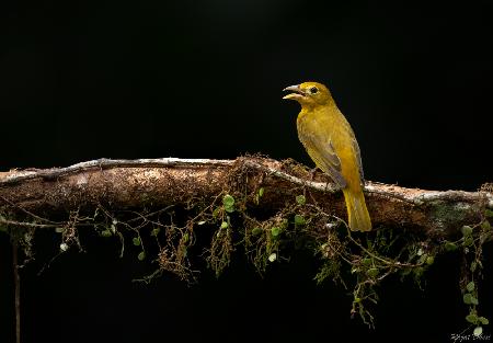 Summer  Tanager