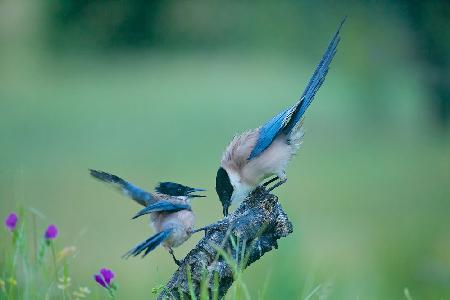 Blue Magpie