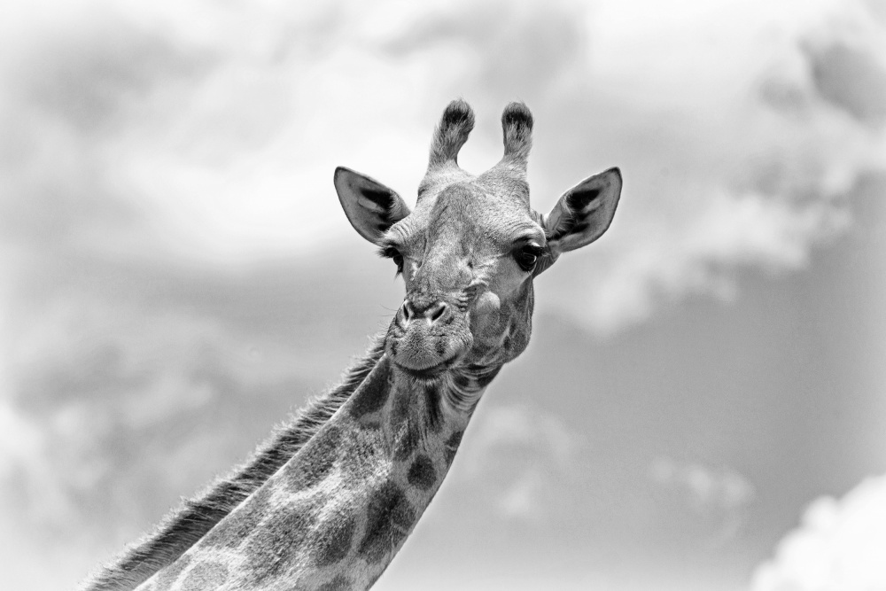 The giraffe - Wildlife V van Regine Richter