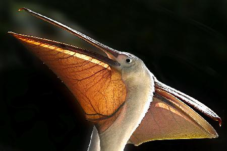 Pelican