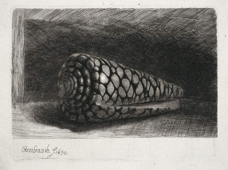 Die Muschel van Rembrandt van Rijn