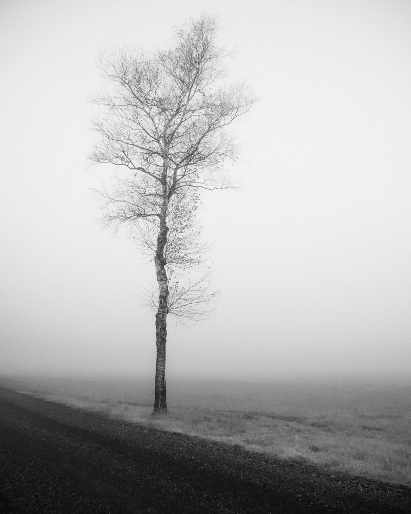lonely tree van Renate Wasinger