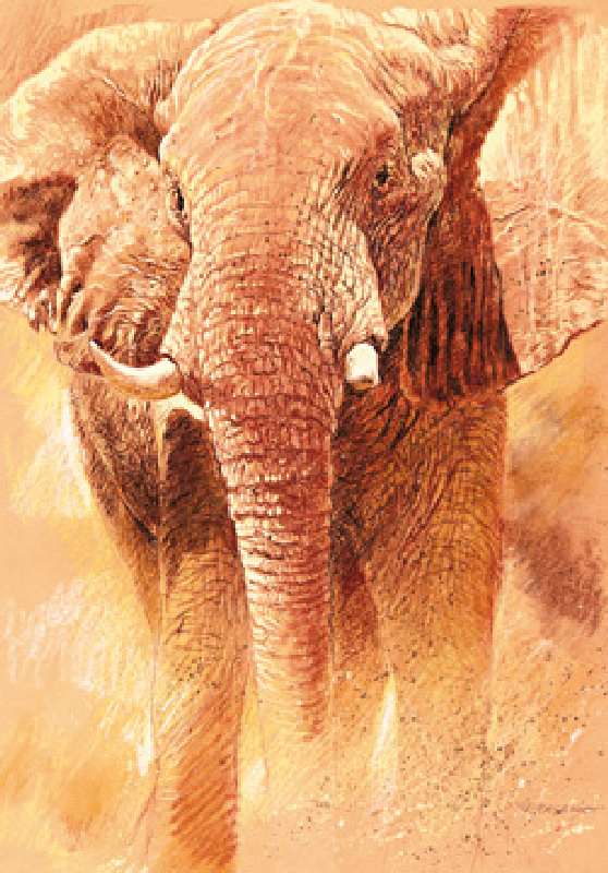 Elefant Study van Renato Casaro