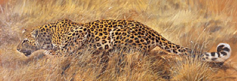 Afbeelding Renato Casaro - Leopard