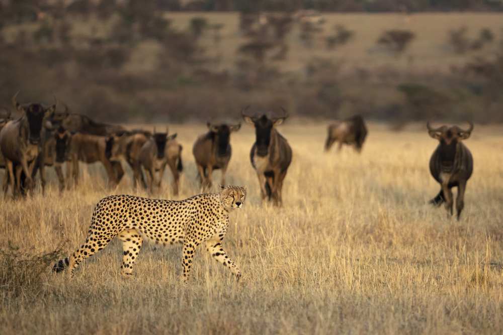 On the Hunt van Renee Doyle