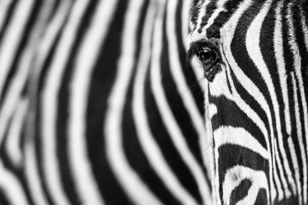 Zebra stripes van Richard Guijt